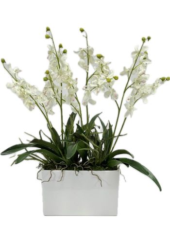 Blush Dendrobium Orchid in White Ceramic