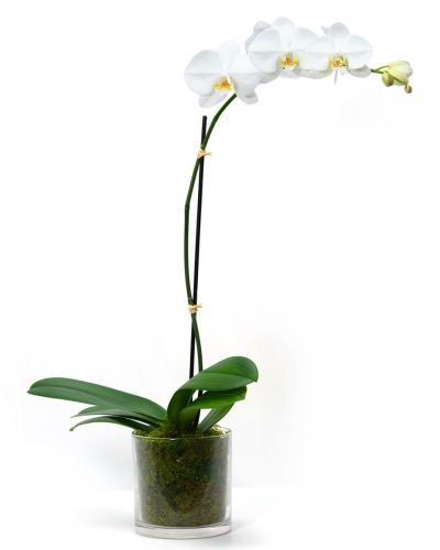Orchid in Moss