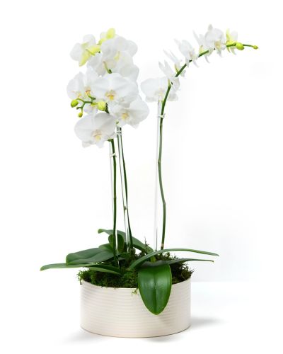 Petite Orchid Trio